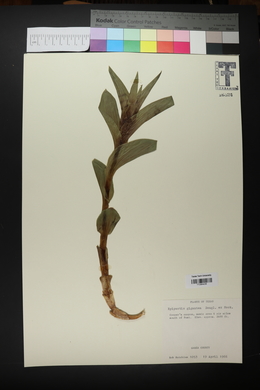 Epipactis gigantea image