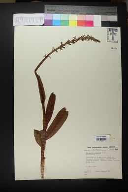 Epipactis gigantea image