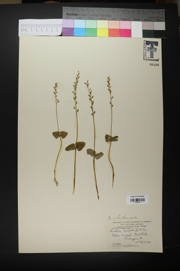 Listera cordata image