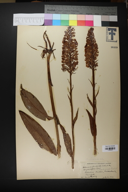 Habenaria fimbriata image