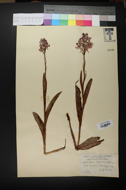 Platanthera psycodes image