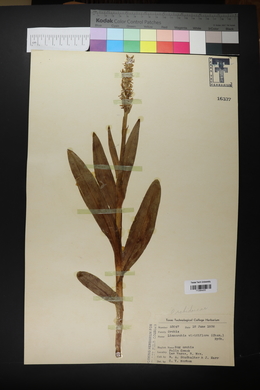 Platanthera stricta image