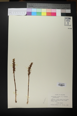 Spiranthes cernua image