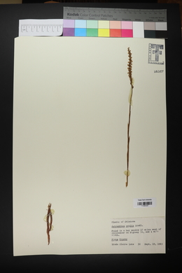 Spiranthes ovalis image