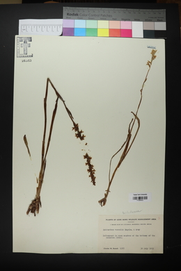 Spiranthes vernalis image