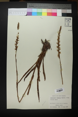 Spiranthes vernalis image