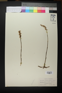 Spiranthes vernalis image