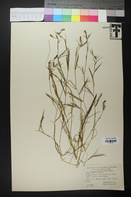 Potamogeton strictifolius image