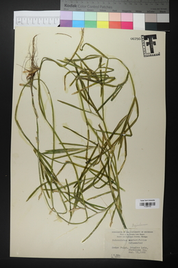 Potamogeton zosterifolius image