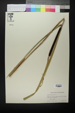 Typha angustifolia image