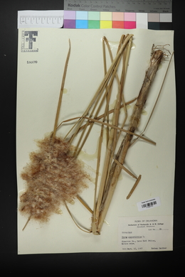 Typha angustifolia image