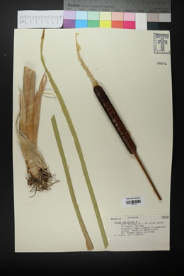 Typha angustifolia image