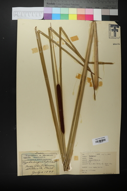 Typha angustifolia image