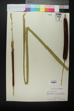 Typha domingensis image