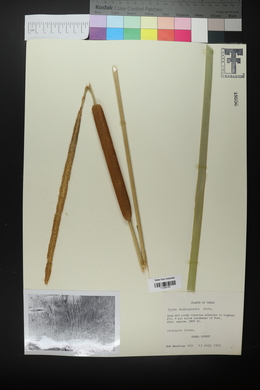 Typha domingensis image