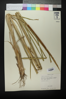 Typha domingensis image