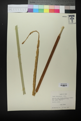 Typha domingensis image