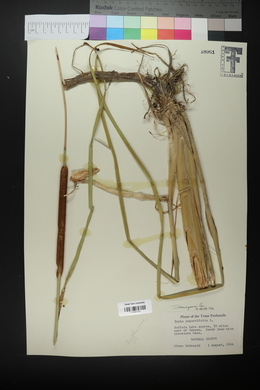 Typha domingensis image