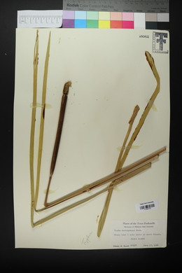 Typha domingensis image