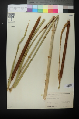 Typha domingensis image