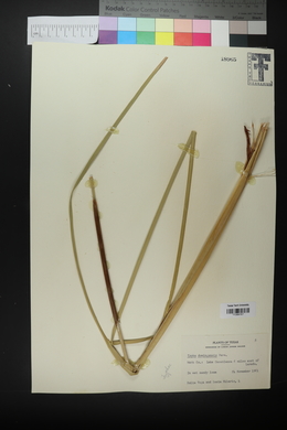 Typha domingensis image