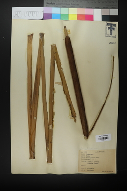 Typha domingensis image