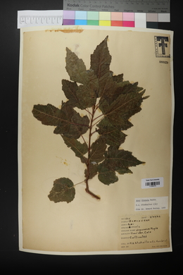 Acer ginnala image