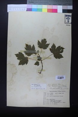 Acer glabrum image