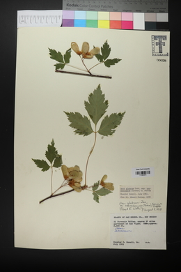 Acer glabrum var. neomexicanum image