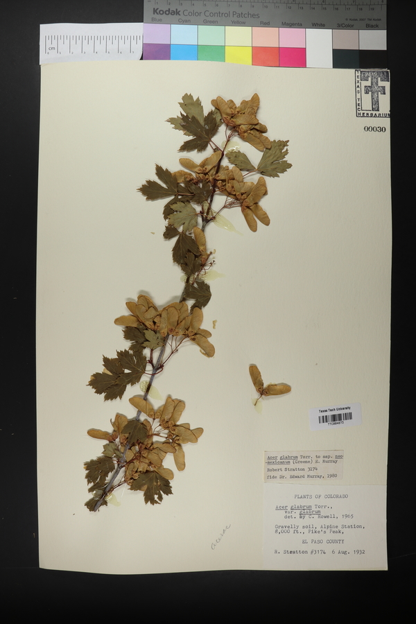 Acer glabrum subsp. glabrum image