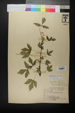 Acer glabrum var. neomexicanum image