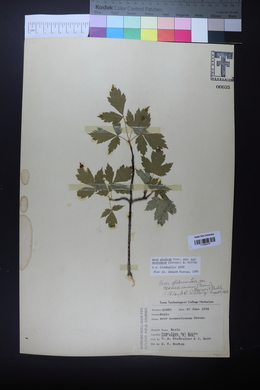 Acer glabrum image