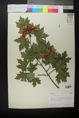 Acer grandidentatum image