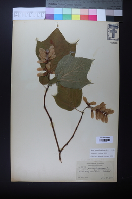 Acer pensylvanicum image