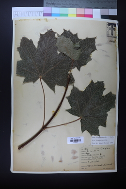 Acer platanoides image