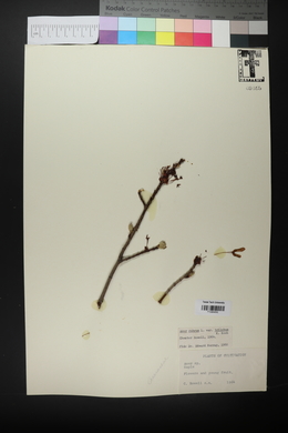 Acer rubrum var. trilobum image