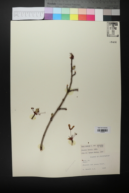 Acer rubrum var. trilobum image