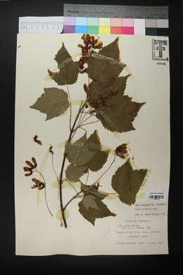 Acer spicatum image