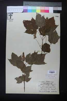 Acer spicatum image