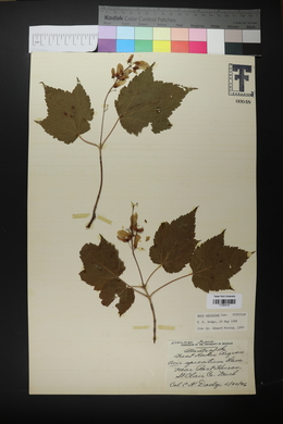 Acer spicatum image