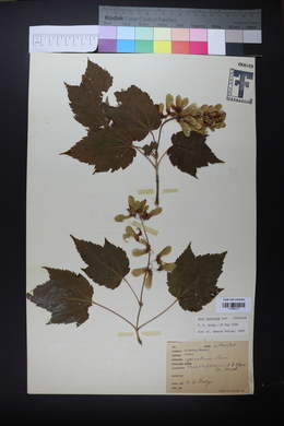 Acer spicatum image