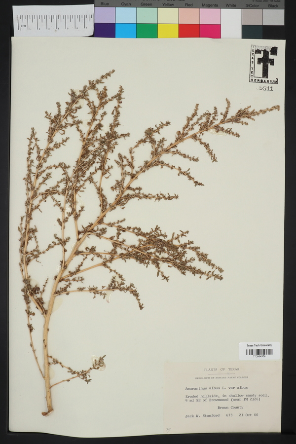 Amaranthus albus var. albus image
