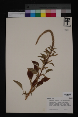 Amaranthus arenicola image