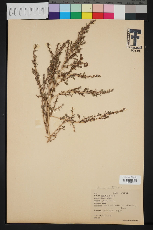 Amaranthus graecizans image