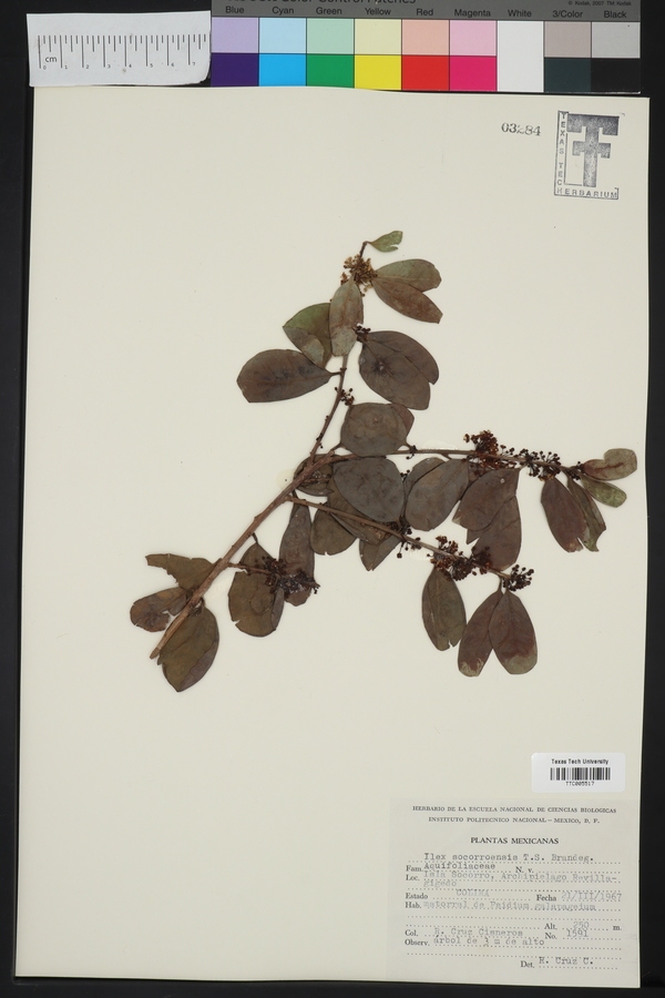 Ilex socorroensis image