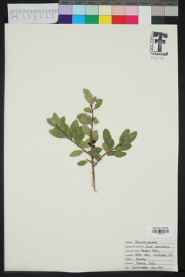 Ilex vomitoria image