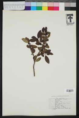 Ilex vomitoria image