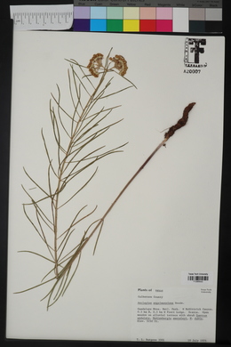 Asclepias rusbyi image