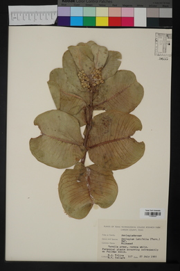 Asclepias latifolia image