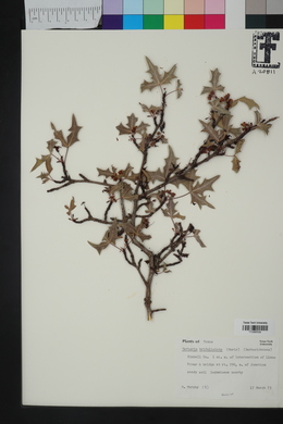Berberis trifoliata image